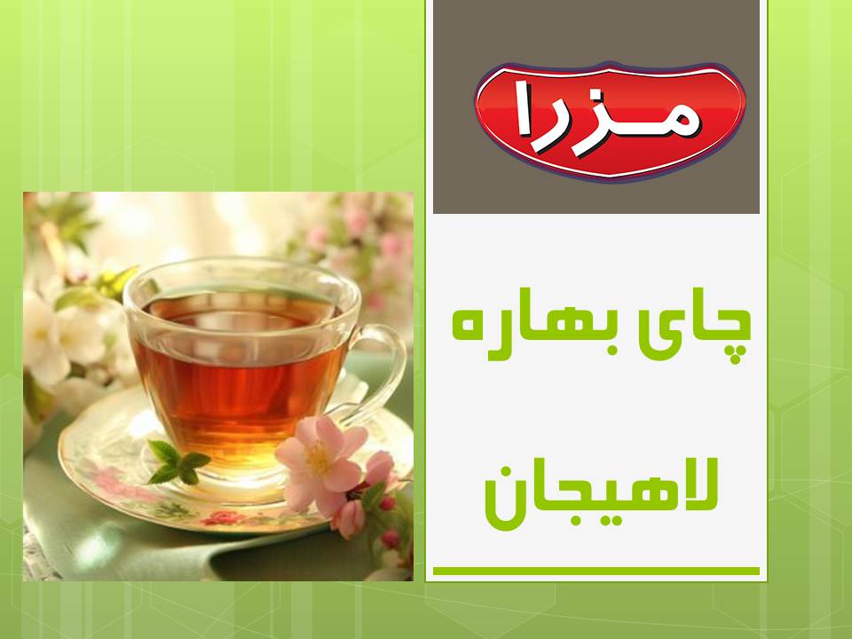 چای بهاره لاهیجان 1402  مزرا