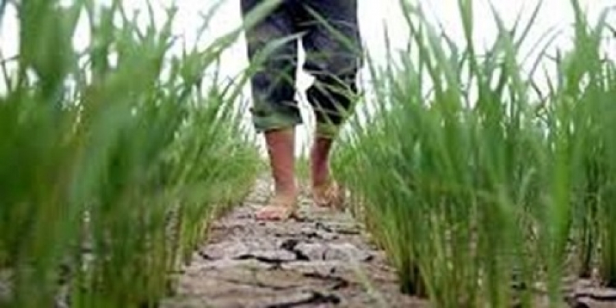 تامین نهاده و تسهیلات ارزان قیمت برای کشت برنج با خشکه کاری